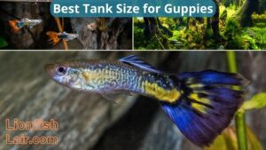 Guppy Tank Size Guide: Find the Perfect Home for Your Guppies