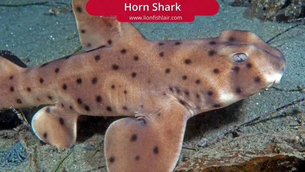 Here are the Best Saltwater Aquarium Sharks (Full List and Guide)