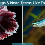 Bettas and Neon Tetras – Can They Live Together?