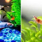 Betta Fish and Shrimp – Can They Live Together?