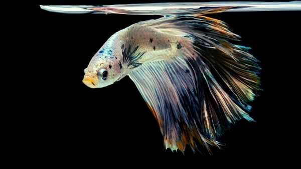 Betta fish teeth Betta fish bite