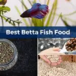 Betta Fish Food And Feeding Habits
