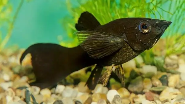 Can black mollies live with tetras?