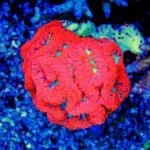 Blastomussa Coral: The Ultimate Care Guide