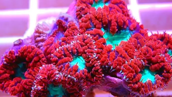 Blastomussa Coral