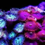 Blue Clove Polyps Coral Care Guide