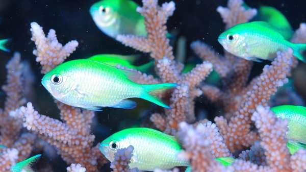 blue-green-reef-chromis-100-gallons