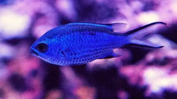 Blue reef chromis