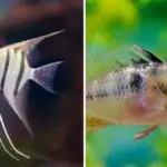 Can Bolivian Rams Live With Angelfish?