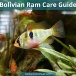Bolivian Ram: The Ultimate Guide To This Extraordinary Freshwater Fish