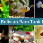 The Best Bolivian Ram Tank Mates