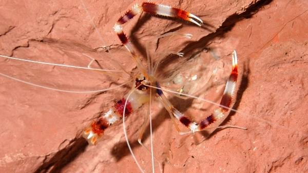 Reef safe shrimp Boxer shrimp