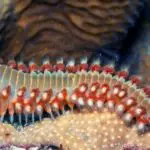 How To Remove Unwanted Hitchhikers From Your Aquarium (Bristle Worms & Fireworms)