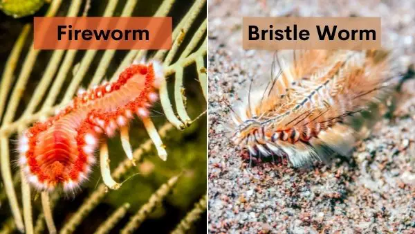 Bristle worm vs fireworm