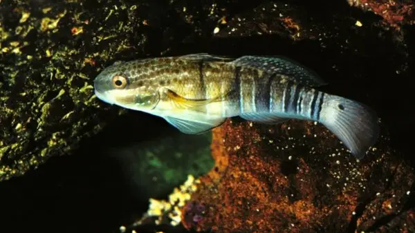 Brown barred goby
