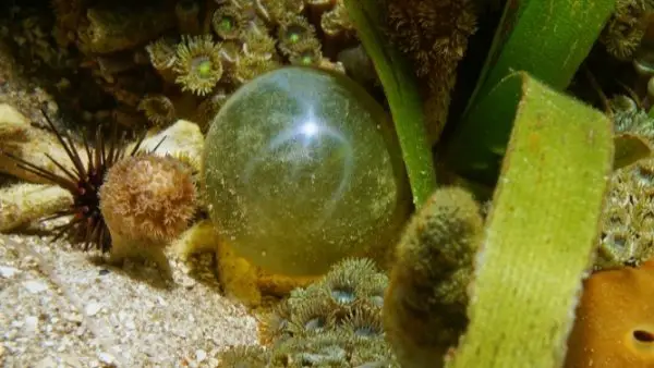 Bubble algae