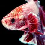 Can Betta Fish Live In Cold Water?