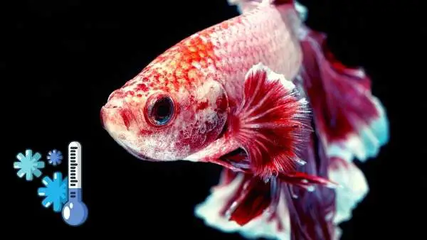 Can betta fish live in cold water?