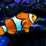 Can Clownfish Live Alone?