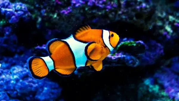 Cllownfish alone