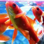Can Goldfish Eat Betta Fish Food?