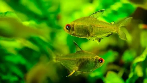 Can mollies live with tetras?