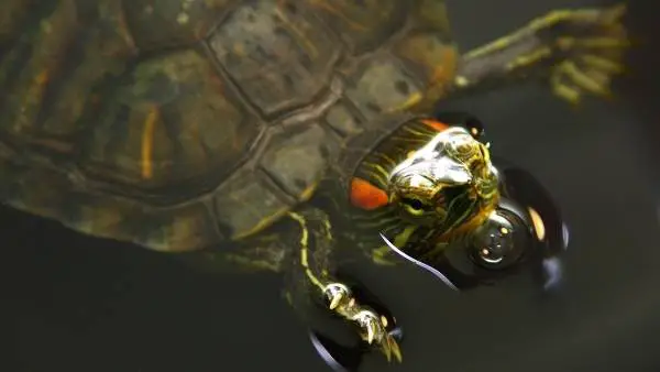 Can pet turtles drown