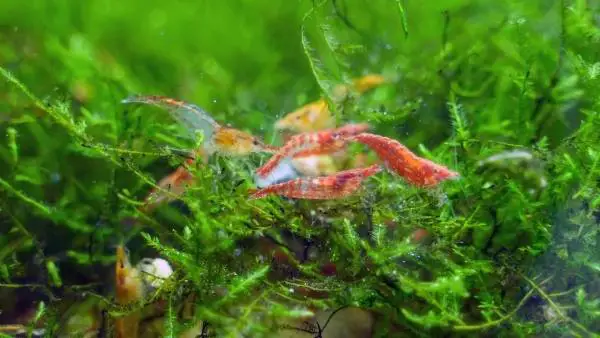 Can shrimp and tetras live together