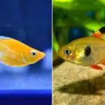Can Tetras Live With Mollies?