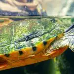 How Long Can Turtles Live Without Water?
