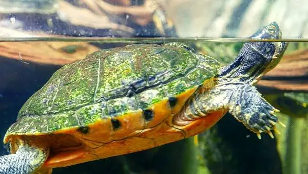 Can turtles live with fish