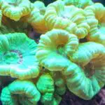 Candy Cane Coral: Learn Everything There Is To Know About Caulastrea Furcata