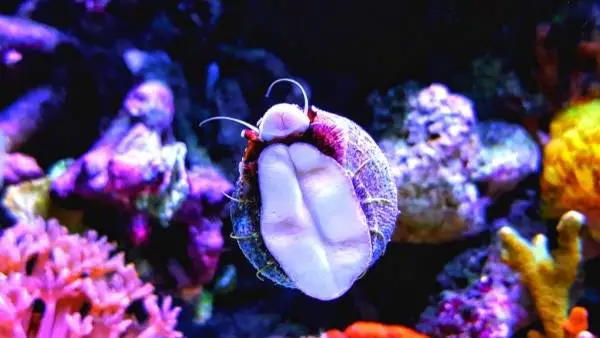 Aquarium snails