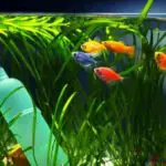 Creative Ways To Keep Your Fish Tank Clean