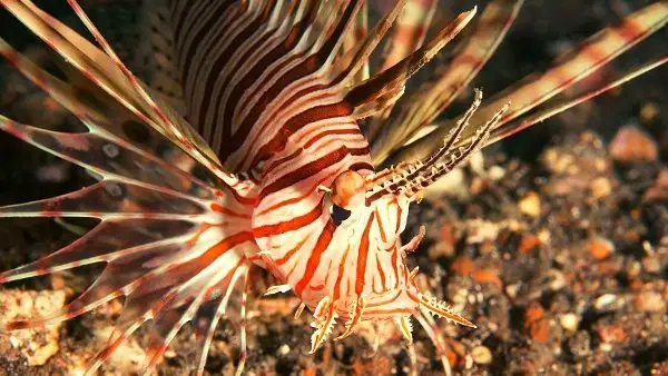 Clearfin Lionfish 