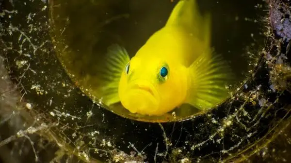 Clown goby