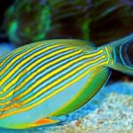The Clown Tang: Everything You Need to Know About this Clown Surgeonfish