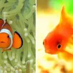 Can Clownfish Live With Goldfish?