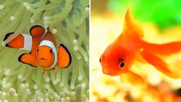 Clownfish and goldfish