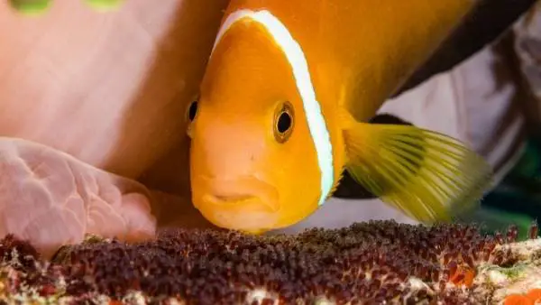 Clownfish breeding