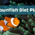 Clownfish Diet and Free Feeding Plan