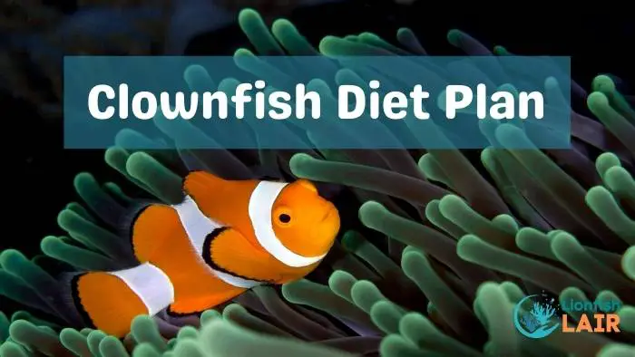 Clownfish diet