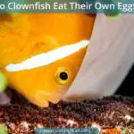 Do Clownfish Eat Their Eggs?