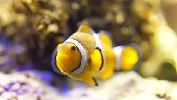 Clownfish freshwater