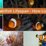 How Long Do Clownfish Live For? (Aquarium & Wild)