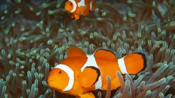 Clownfish and heaters
