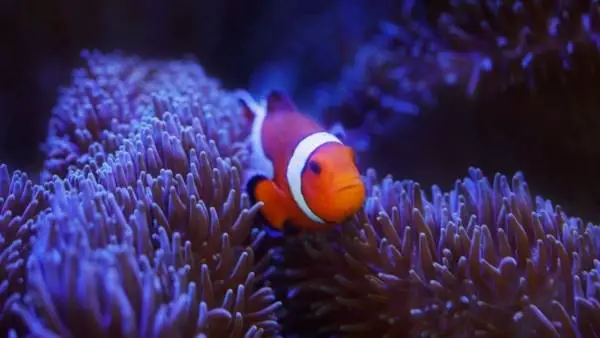 Do clownfish need anemones