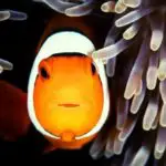 Do Clownfish Need Anemones?