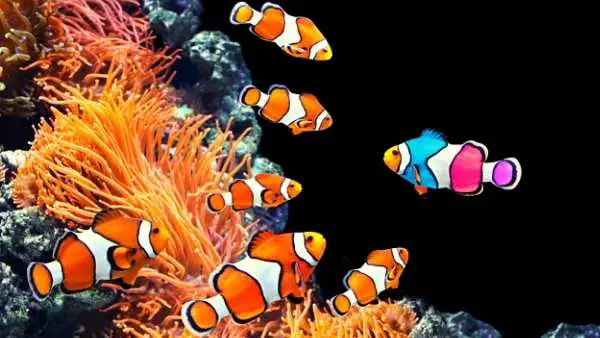 True Percula Clownfish vs Ocellarist Clownfish