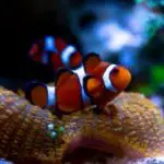 Clownfish Tank Setup (Guide and Tips)